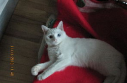 蓝色波斯猫,高贵气质与独特魅力的象征