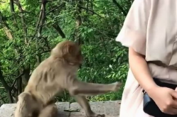 猴子假扮小姐姐的句子,一场跨越物种的趣味演绎